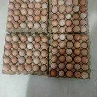 تخم مرغ محلی ارگانیک