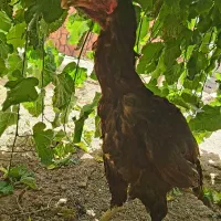 مرغ و خروس لاری
