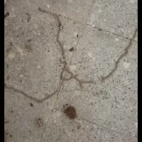 شرکت سم پاشی و موریانه زدایی (آسایش) با مجوز رسمی|خدمات نظافت|پلدختر, |دیوار