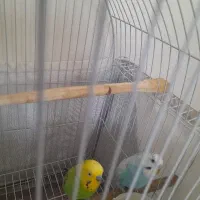 یه جفت مرغ عشق نروماده گازنمیگرن|پرنده|تهران, آذری|دیوار