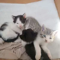 رایگان به خانواده حیوان دوست بشرط واکسن زدن