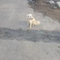 سگ ماده