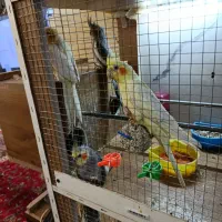 عروس هلندی مولد و جوجه