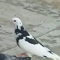 کبوتر جوجه