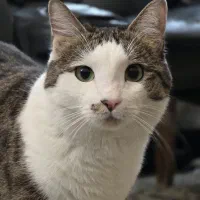 واگذاری گربه