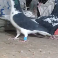 کبوتر سینه ساده کرمانی|پرنده|مشهد, کوی المهدی|دیوار