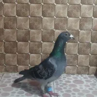 کبوتر غریب گیری|حیوانات|گالیکش, |دیوار