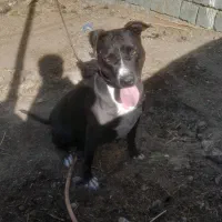 سگ پیتبول اصل|سگ|نقده, |دیوار