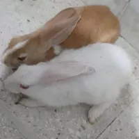 خرگوش