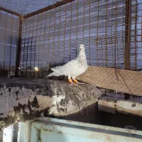 نر کوهی کاکولی|پرنده|شوشتر, |دیوار