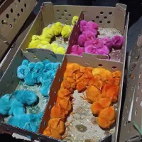 مرغابی گوشتی|حیوانات مزرعه|رشت, رودباری|دیوار