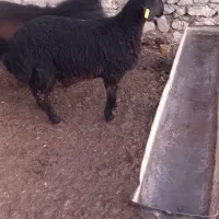 بره قوچ همو|حیوانات مزرعه|شیروان (خراسان), |دیوار