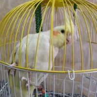 فروش فوری عروس هلندی نر بازیگوش|پرنده|بردسکن, |دیوار