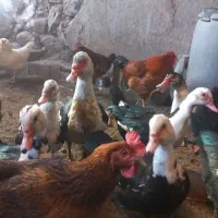 اردک|حیوانات مزرعه|خلخال, |دیوار