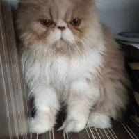 گربه پرشین|گربه|آمل, |دیوار