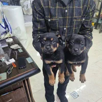 توله دو ماهه روتوایلر پوزه مکعبی