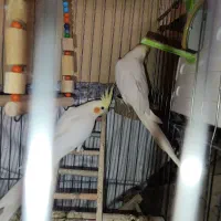 عروس هلندی لوتینو|پرنده|پاکدشت, شهرک امام رضا|دیوار