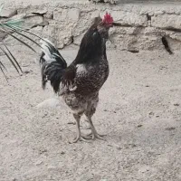 فروش خروس محلی اصل|حیوانات مزرعه|خورموج, |دیوار