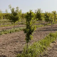 باغچه در شورکند سعیدلو