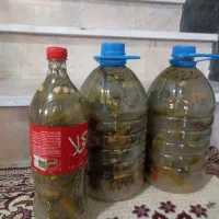 خیارشورهمدان