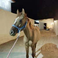 اسب ترکمن پرشی|اسب و تجهیزات اسب‌سواری|خرمدره, |دیوار