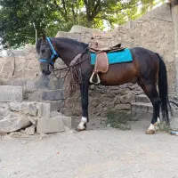 اسب نریان نژاد کورد