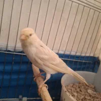 قناری نر سیلور معاوضه باجوجه مینا یاسهره خاکی