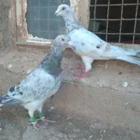 دوجفت سار هفترنگ خطی