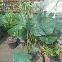 فروش گلهای آپارتمانی