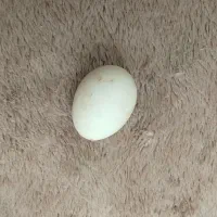 تخم مرغ محلی