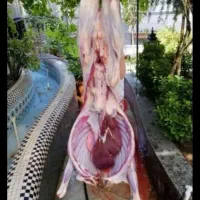گوشت|حیوانات مزرعه|شیراز, گویم|دیوار