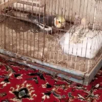 سلام یک عروس نر به قیمت 700