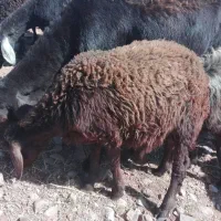 بره نر و ماده|حیوانات مزرعه|میاندوآب, |دیوار