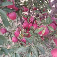 فروش-باغ-سیب-و-زردالو