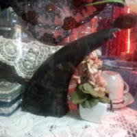 شاخ بز کوهی ویک عدد کشتی دست ساز