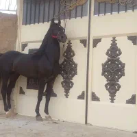 سیلمی کرد زیبا