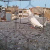 کفتر صید بوم بلند|پرنده|مشهد, کوشش|دیوار