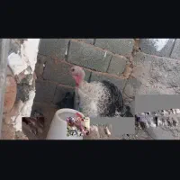 بوقلمون ماده کرچ شو