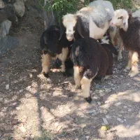 کاور