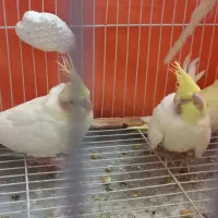 عروس هلندی لوتینو