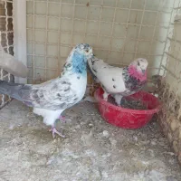 کفتر