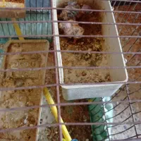 مرغ عشق فروشی|پرنده|دوگنبدان, |دیوار