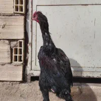 خروس لاری دونگ بالا استان یزد|حیوانات مزرعه|تهران, جوادیه|دیوار