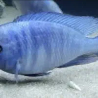 فروش ماهی گوشت خوار