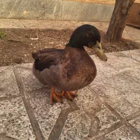 اردک کله سبز