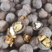 گروه سفید یک ماهه چیدم