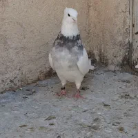 کبوتر طوقی