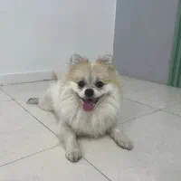 پانسیون نگهداری و آموزشی سگ|خدمات پیشه و مهارت|تهران, بوستان چیتگر|دیوار