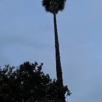 فروش دو عدد درخت پالم واشنگتن