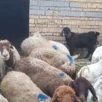 میش